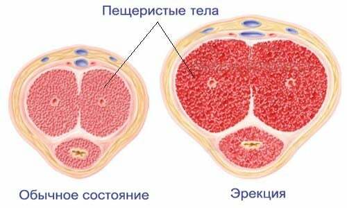 Genital organın yapısı