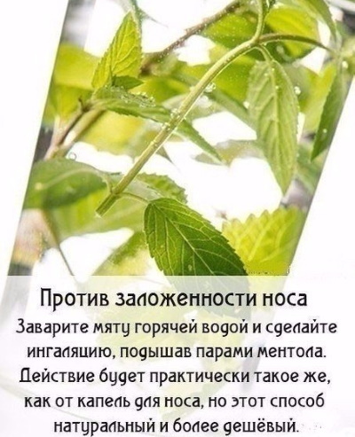 Peppermint. Medicinal properties for women, the benefits of tea, recipes of traditional medicine