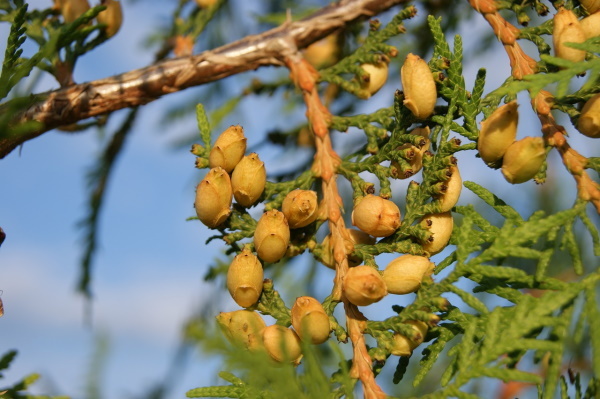 Thuja in homeopathy. Indications for use, reviews