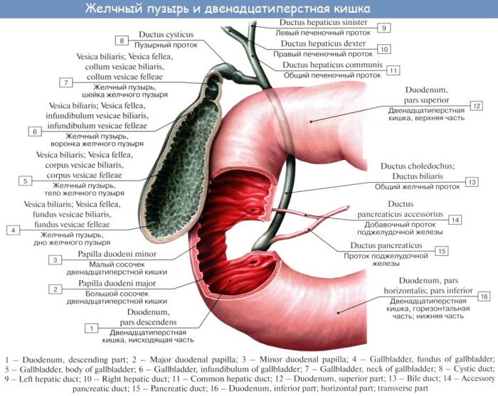 The gallbladder in humans. Where is located, photos, functions