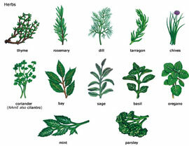 Herbs with mastopathy or herbal medicine