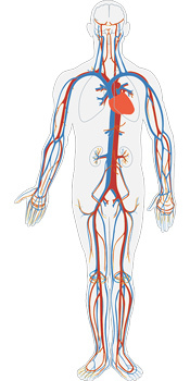 Diseases of blood vessels and heart