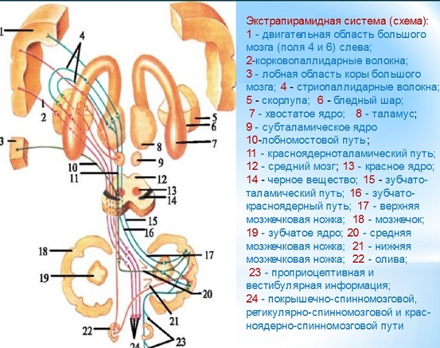 cortico-selkäydinpolun anatomia