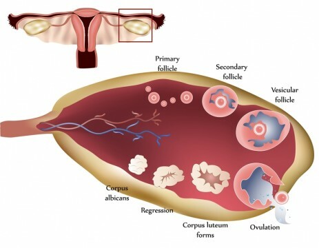 The norm of progesterone in the luteal phase