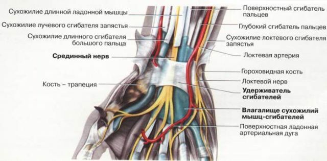 anatomia încheieturii mâinii