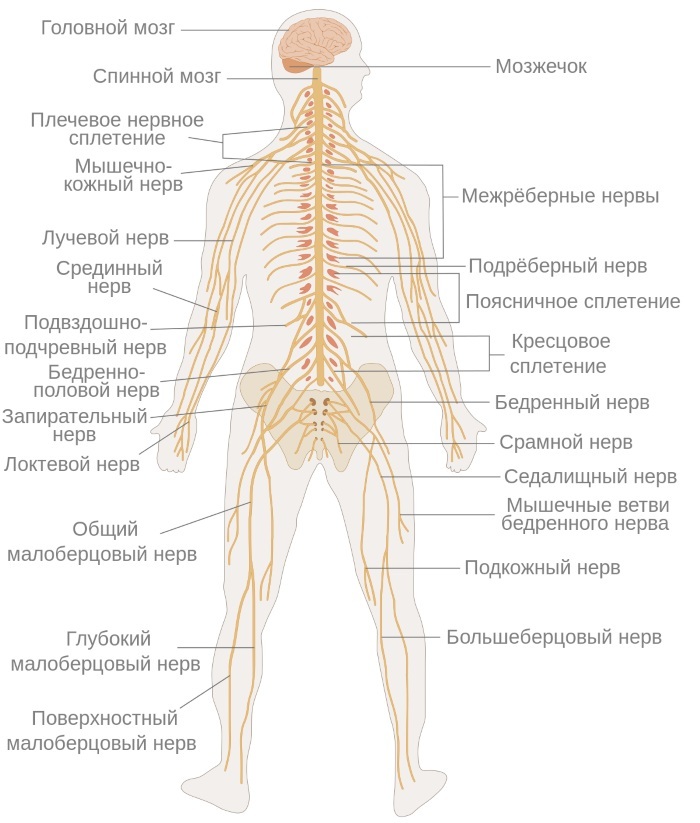 Human nerve endings. Diagram on the leg, arms, back, ribs, head, face, where are, treatment