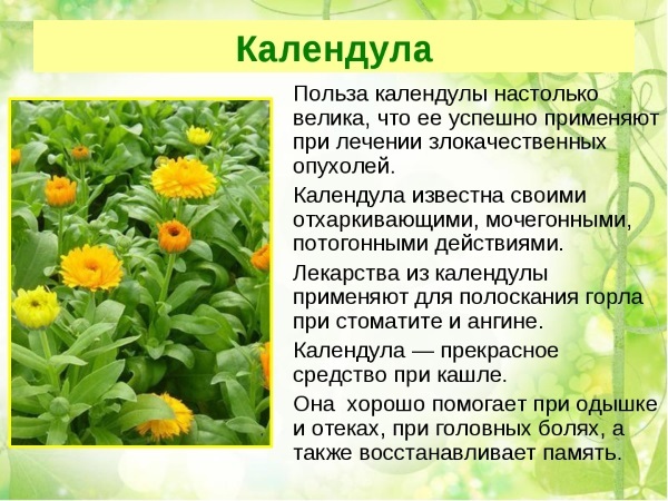 Calendula. Useful properties and contraindications for women, men and children. Recipes application how to prepare the infusion, the application in gynecology