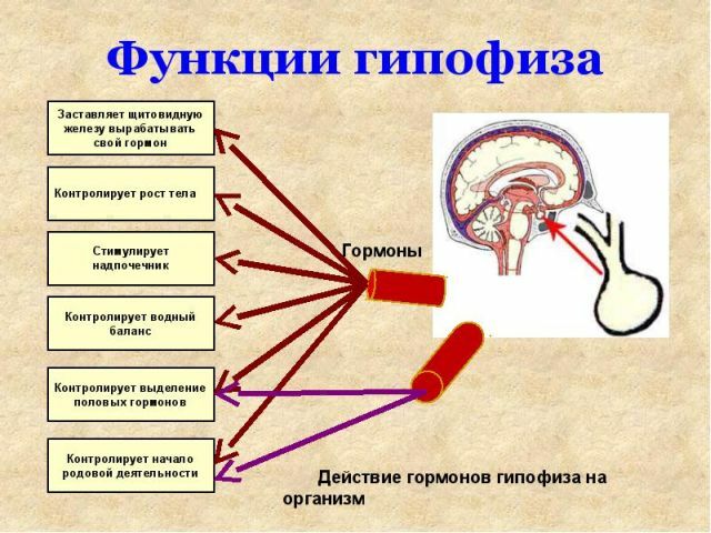 Funktionen der Hypophyse