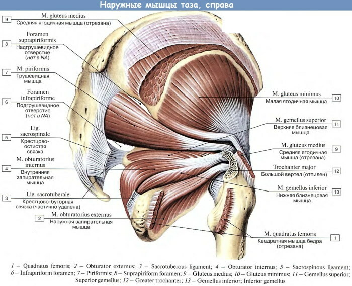 Human leg muscles. Photo with description, anatomy, diagram