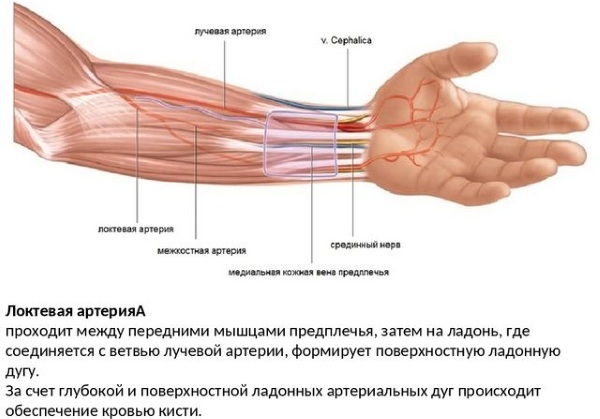 Arteri radial di lengan. Anatomi, di mana, foto, topografi