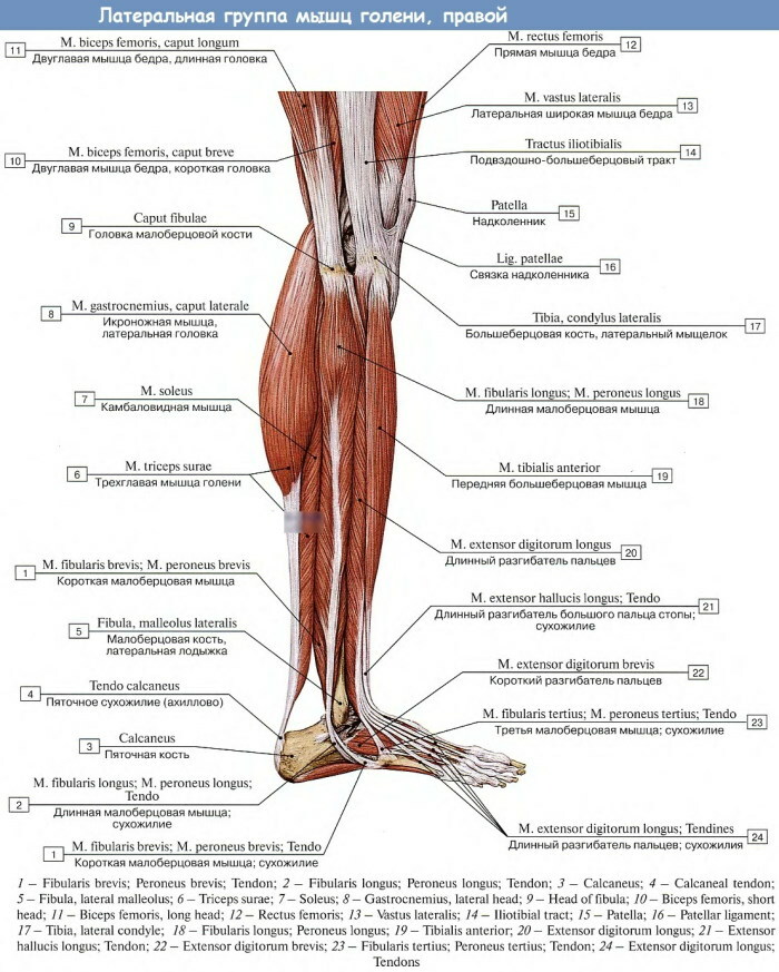 Ihmisen jalkojen lihakset. Valokuva kuvauksella, anatomialla, kaaviolla
