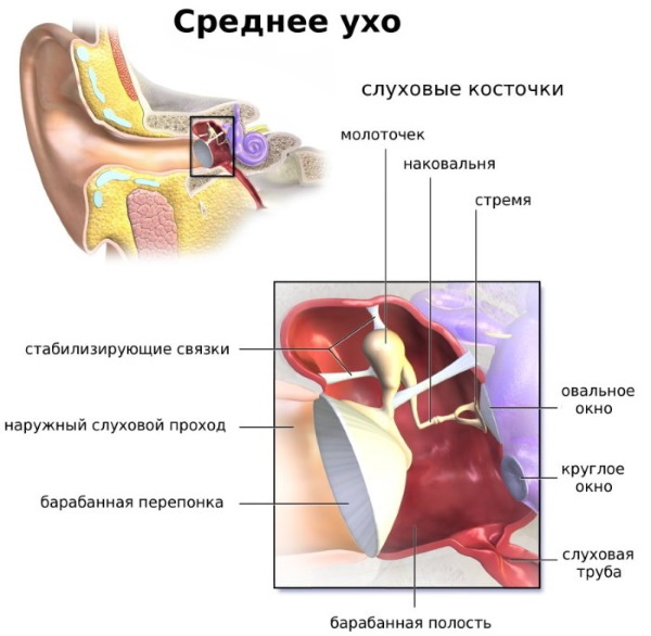 Aurícula. Anatomía, estructura del oído medio, externo, interno, funciones