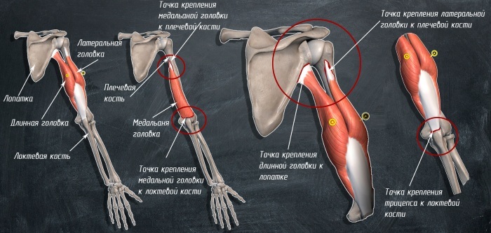 Human arm muscles. Scheme-drawing, anatomy, names, structure, description, functions