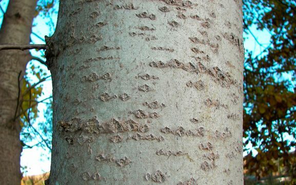 Aspen bark with diabetes