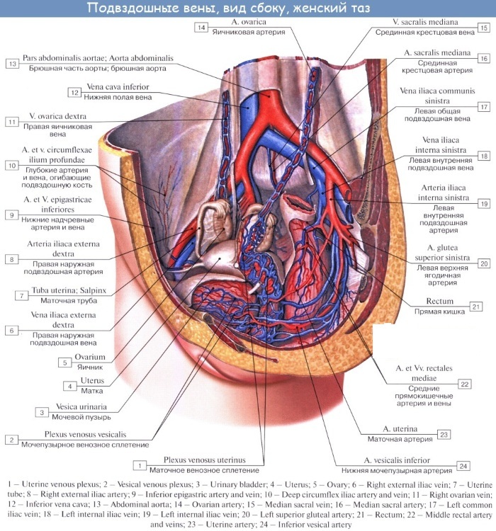 Iliac vein. Where is nistatin, anatomy in men, women