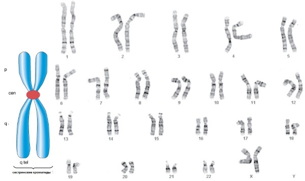 Hvor mange kromosomer har en person? Antall, klassifisering, patologi