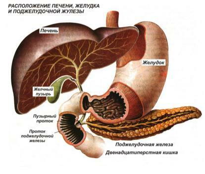 Location of the liver, stomach and pancreas