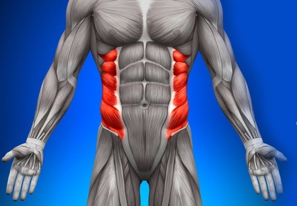 External oblique muscles of the abdomen. Functions, anatomy, aches, sprains, spasms