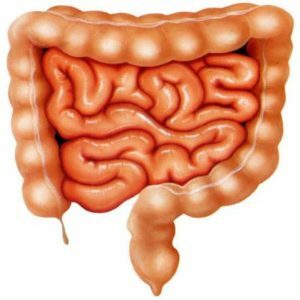 En el intestino delgado, la enzima no funciona