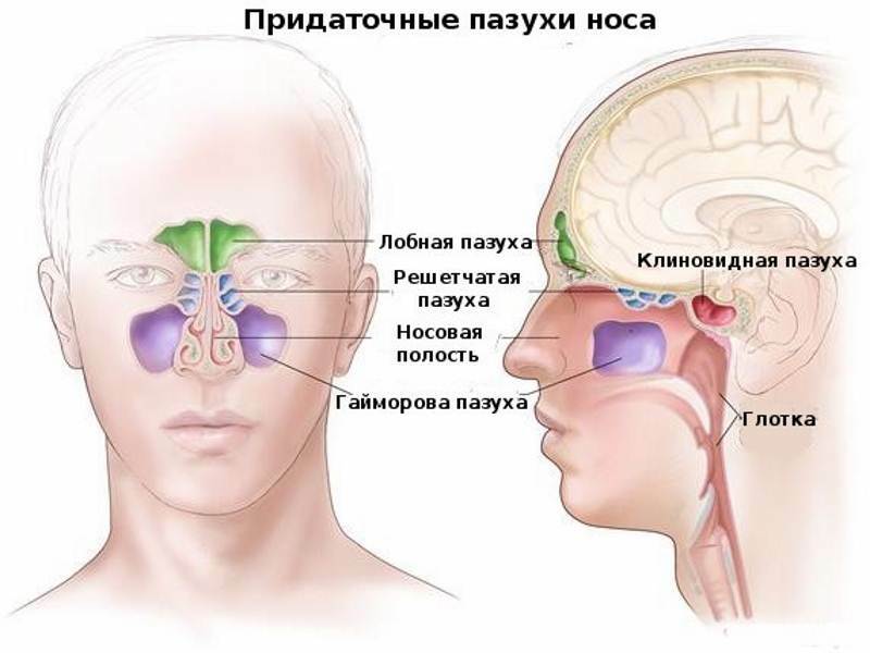 Symptoms of sinusitis in adults - detailed information