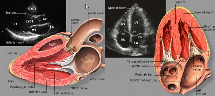 Ecocardiografía del corazón en adultos. Decodificación, norma, tabla
