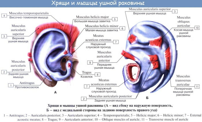 אוזן פנימית. במה מתמלא החלל, מבנה, אנטומיה, פונקציות