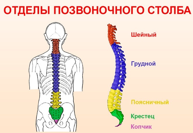 Sequestered spinal hernia. Treatment, types, symptoms, removal surgery