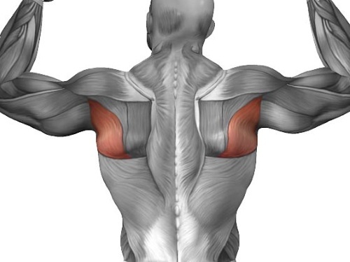 Large round muscle of the shoulder. Functions, anatomy, how to treat if it hurts