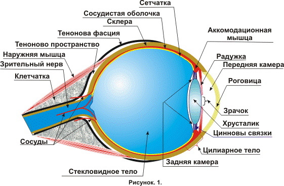 Pupillinis refleksinis lankas. Diagrama, anatomija