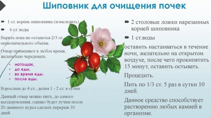 Ruusunmarja. Lääkeominaisuudet, käyttö perinteisessä lääketieteessä