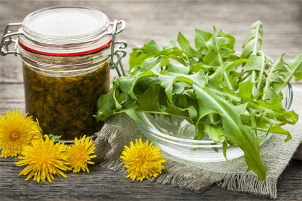 In the first three days of infusion of dandelion should drink only 15 ml of juice at a time