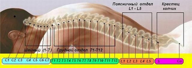 dipartimenti della colonna vertebrale
