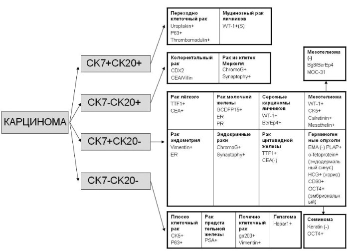 IHC research. What is it, how is it carried out, transcript