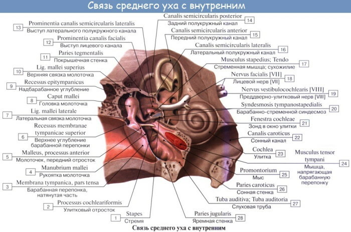 Indre øre. Hva er hulrommet fylt med, struktur, anatomi, funksjoner
