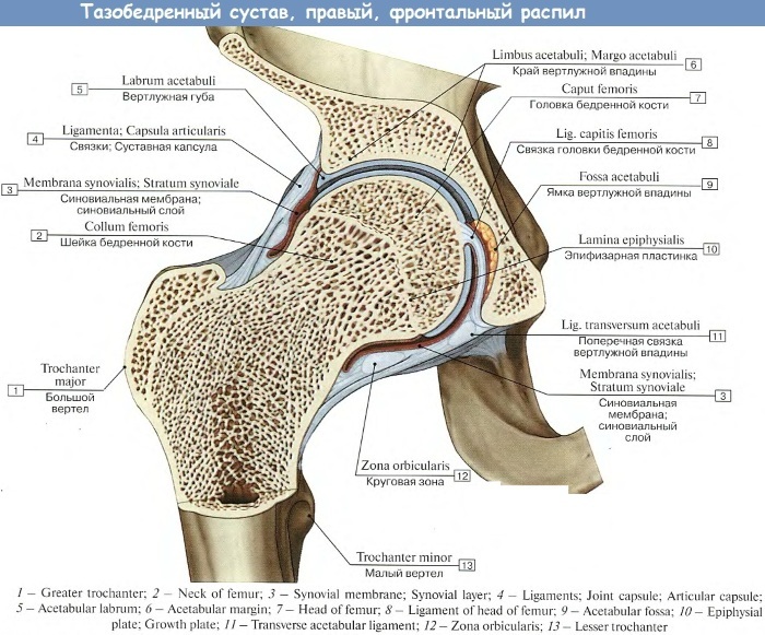 hip fracture in the elderly. Symptoms impacted, subcapital, closed, operation, rehabilitation, the treatment of