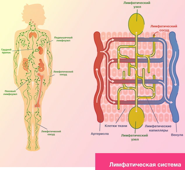 Lymphatic system (lymph). How to improve, overclock, restore
