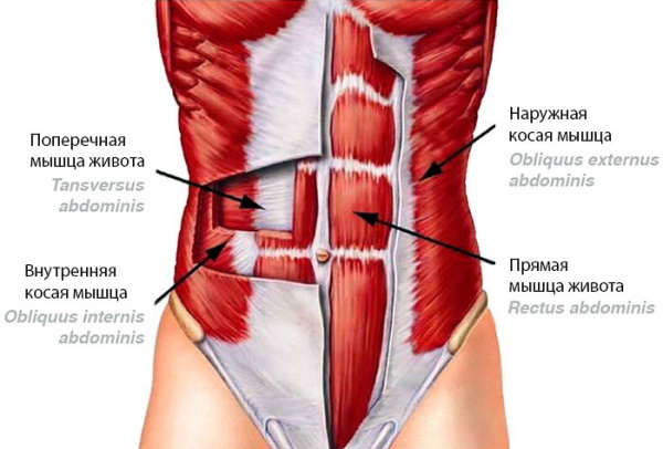Human muscles for massage. Anatomy, diagram with titles, signatures