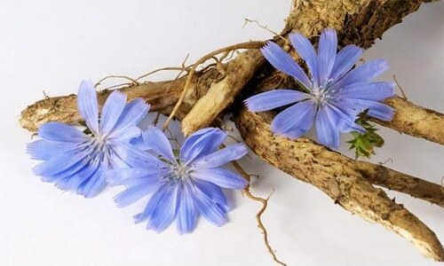 Chicory is an inexhaustible source of excellent health