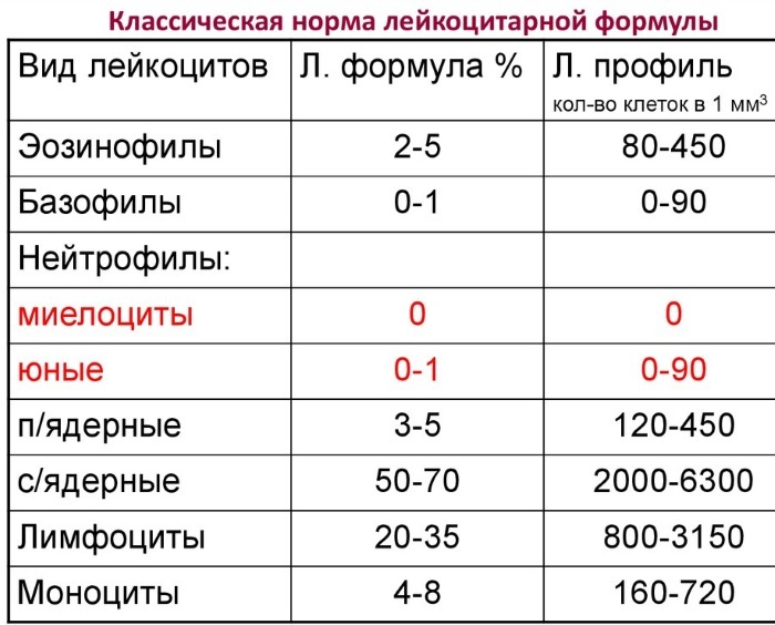 Mononuclear cells in a general blood test. How is it indicated in a child, an adult, what is it, a norm, a table, a photo