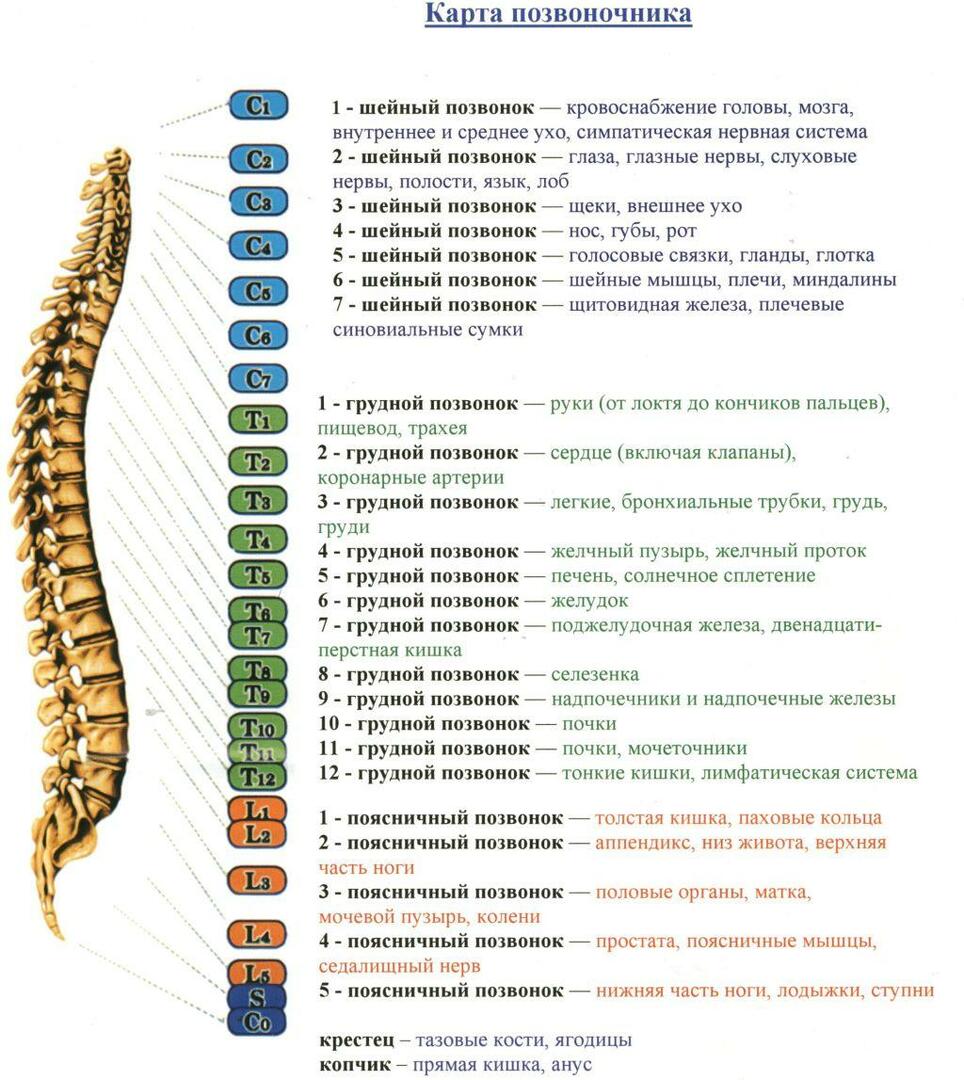 A visual map of the spine
