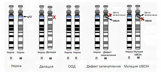 Gene mutatsioonid