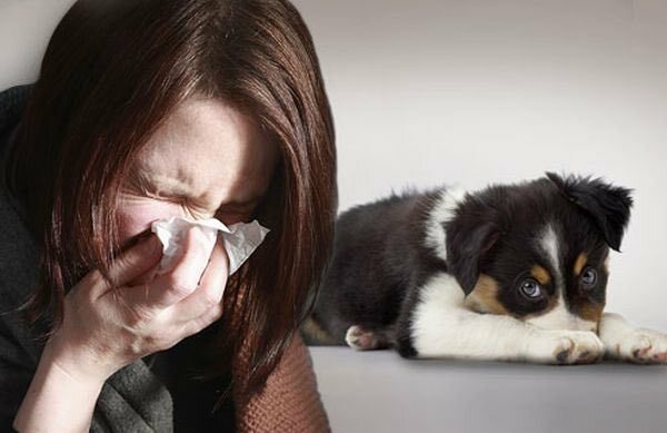 Alergia na sierść zwierząt domowych