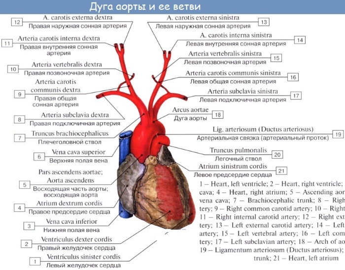 The branches of the abdominal aorta. Diagram, anatomy parietal, unpaired visceral, atlas, table