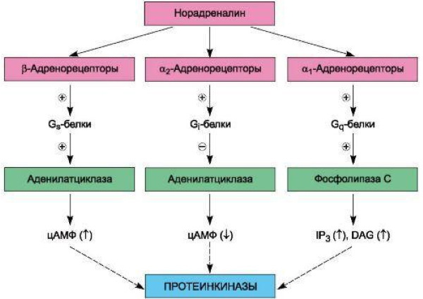 Beta-adrenomimetics. Classification, list of drugs, mechanism of action, side effects