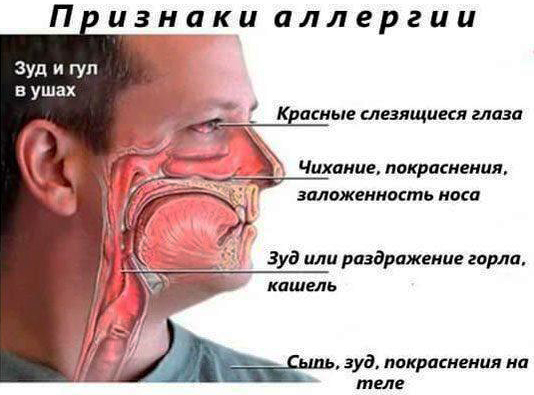 Spray nasal Aqua Maris Ectoin. Instrução, preço, comentários