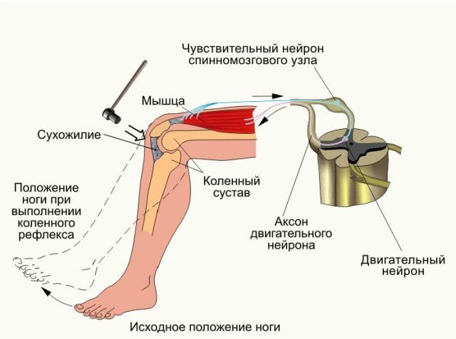 Verificați reflexul genunchiului