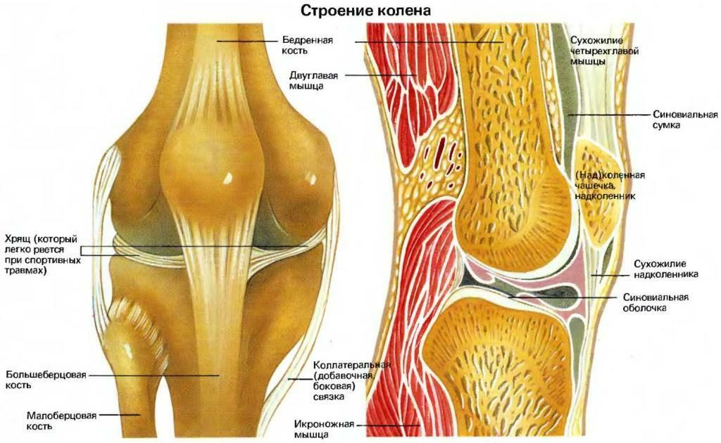 La estructura de la rodilla