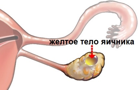 Yellow ovary