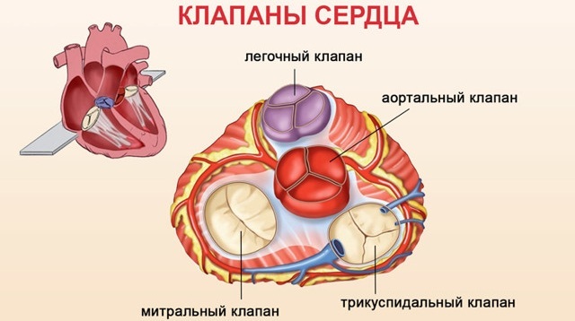 Kalbin triküspit kapağı. Nerede, ne arasında, anatomi