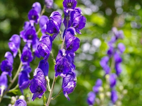 Aconitum homeopathy. Indications for use for children, adults, instructions, reviews